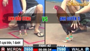 TRẬN 42 CPC3 Ngày 08/07/2024: BẢO STING ĐỤNG ĐỘ DUYÊN TI