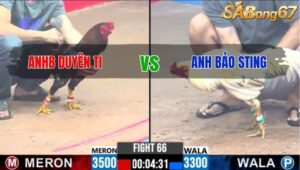 TRẬN 66 CPC3 12/1/2025 : ANH DUYÊN TI VS ANH BẢO STING