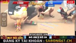 TRẬN 19 CPC1 8/5/2025