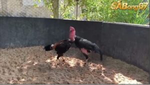 HIỆP 2 TRẬN 1 GÀ ĐÒN 1/6/2025