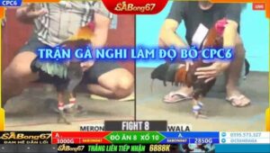 TRẬN GÀ LÀM ĐỘ BỊ PHÁT HIỆN TẠI BỒ CPC6 NGÀY 6/10/2025