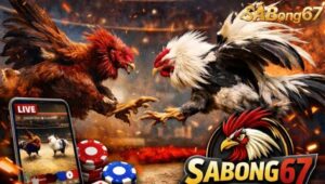 Xem đá gà trực tiếp bồ Tonhon