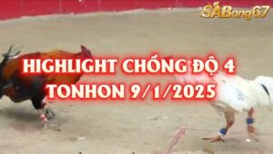 tổng hợp 4 trận chồng độ bồ Tonhon