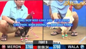 CHÚ PHÚC VÀ ANH BẢO STING NGÀY 17/3/2026