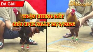 chung kết giải gà tự do bồ CPC2 ngày 25/4/2026