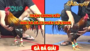 TRẬN CHUNG KẾT GIẢI ĐÁ GÀ C3 NGÀY 27/4/2026