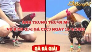 vô địch giải gà tự do bồ CPC3 ngày 19/4/2026