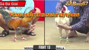 vòng 1 giải gà tự do bồ CPC2 ngày 25/4/2026