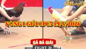 vòng 1 giải gà tự do bồ CPC3 ngày 19/4/2026