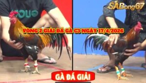 vòng 2 giải đá gà C3 ngày 27/4/2026