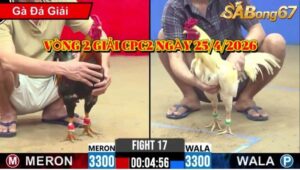 vòng 2 giải gà tự do bồ CPC2 ngày 25/4/2026