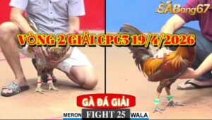 vòng 2 giải gà tự do bồ CPC3 ngày 19/4/2026