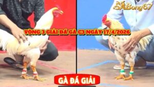 VÒNG 3 GIẢI ĐÁ GÀ C3 NGÀY 27/4/2026