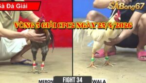vòng 3 giải gà tự do bồ CPC2 ngày 25/4/2026
