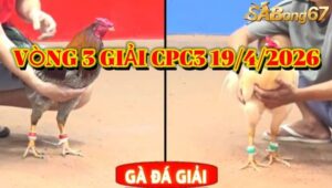 vòng 3 giải gà tự do bồ CPC3 ngày 19/4/2026